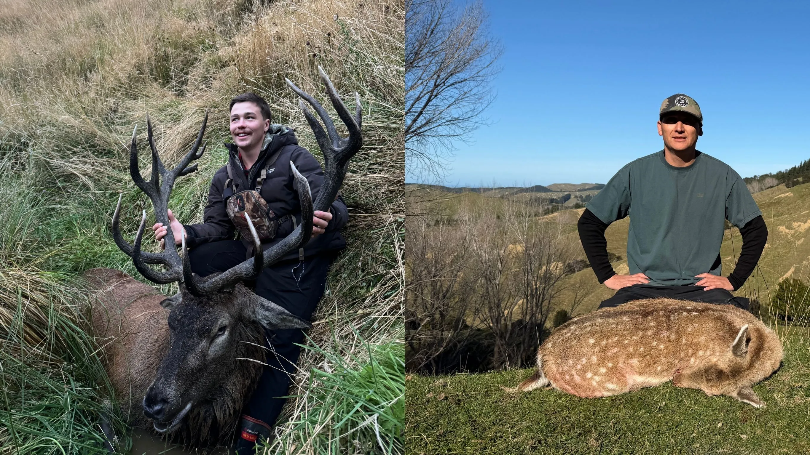 Bayley with a red stag in tussock and Karl with a fallow doe on open hill country